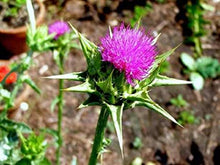 Laden Sie das Bild in den Galerie-Viewer, Organic Bio Milk Thistle Powder 426mg Silymarin per 100g, Silybum Marianum - Liver Detox and Cleanse - polanaherbs