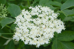 Organic Bio Elderflower Herbal Tea - Sambucus nigra -  Immune Defense, Anti Flu & Cold, Antioxidants, Nourishing - polanaherbs