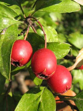 Load image into Gallery viewer, Organic Bio Hawthorn Berry Herbal Tea - Crataegus - Antioxidants, Free Radical Scavenger, Hearth Strengthen - polanaherbs