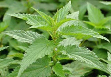 Load image into Gallery viewer, Organic Bio Nettle Leaf Herbal Tea - Urtica dioica - Immune Booster, Arthritis Symptoms Helper - polanaherbs