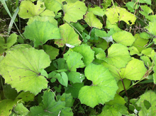 Cargar imagen en el visor de la galería, Organic Bio Coltsfoot Loose Leaf Herbal Tea - Tussilago farfara - Dry and Smokers Cought Remedy - polanaherbs