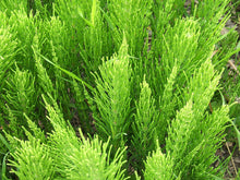 Charger l&#39;image dans la galerie, Horsetail Organic Loose Herbal Tea - Herba Equiseti Arvensis, Equisetum Arvense - Healthy Teeth, Hair and Nails - polanaherbs