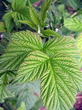 Load image into Gallery viewer, Organic Raspberry Loose Leaf Herbal Tea - Rubus Idaeus - Easy Labour, Pregnancy - polanaherbs