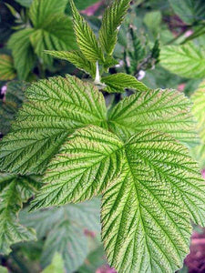 Organic Raspberry Loose Leaf Herbal Tea - Rubus Idaeus - Easy Labour, Pregnancy - polanaherbs